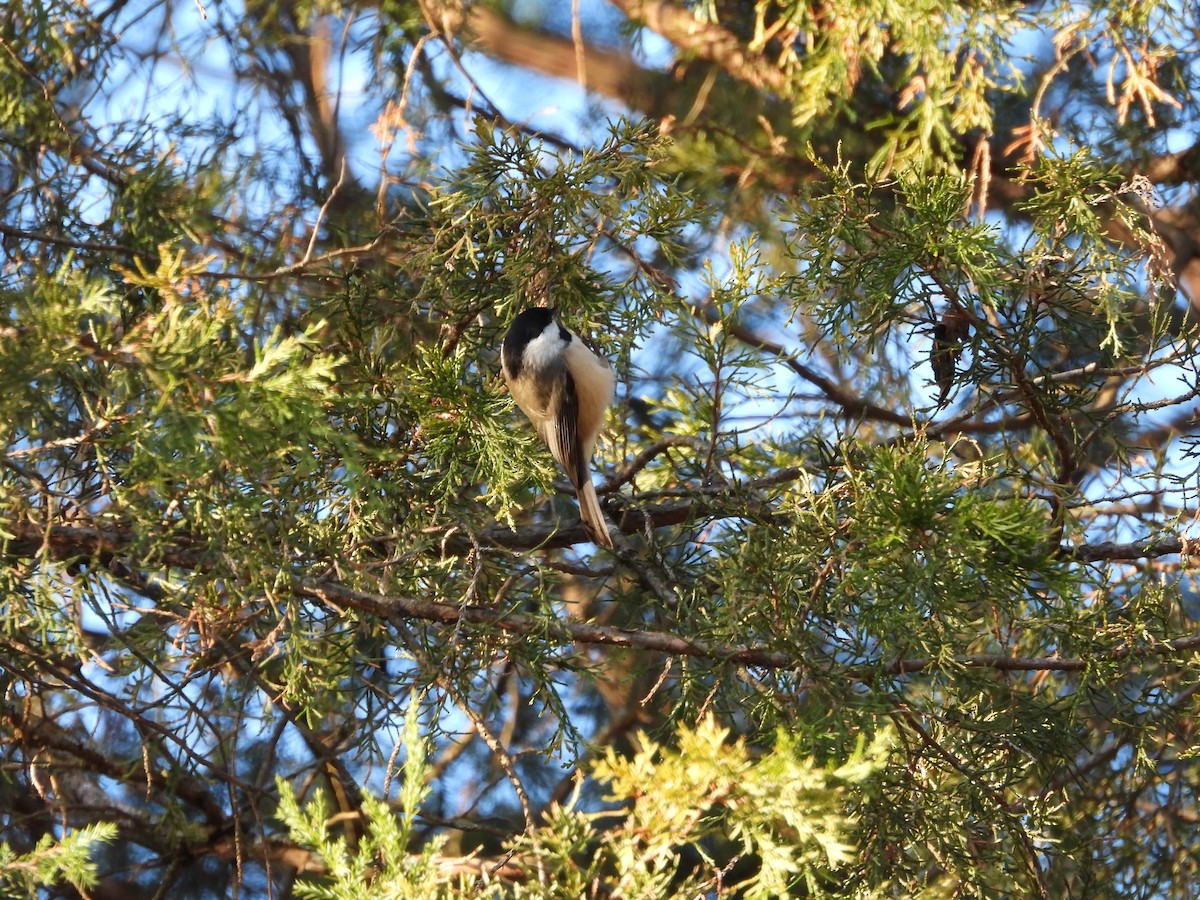 Каролинская гаичка - ML646025917