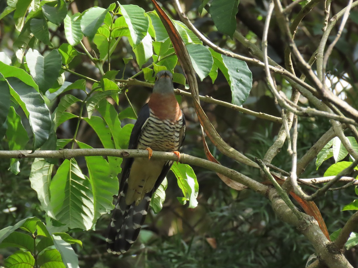 Einsiedlerkuckuck - ML646025922