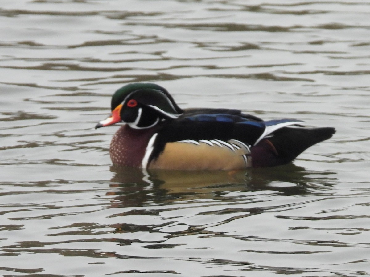 Canard branchu - ML646025925