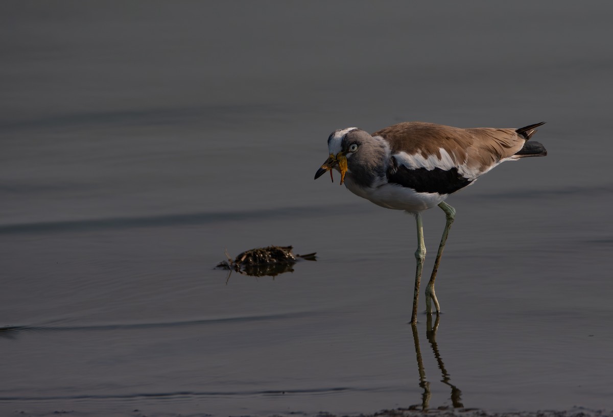 White-crowned Lapwing - ML646025926