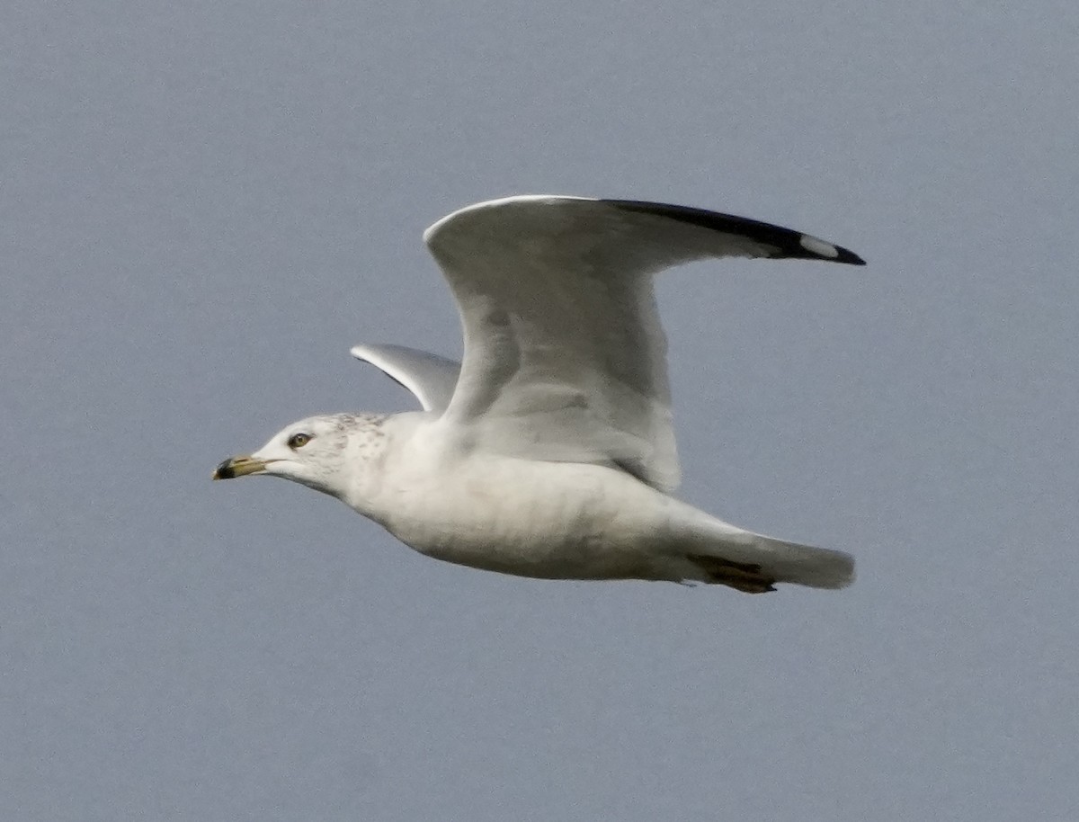 Ring-billed Gull - ML646025927