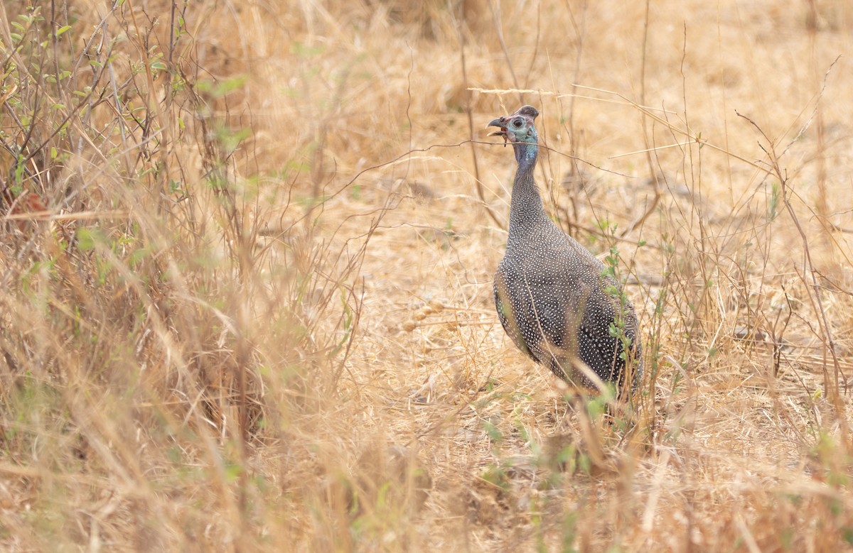 Helmeted Guineafowl - ML646025928