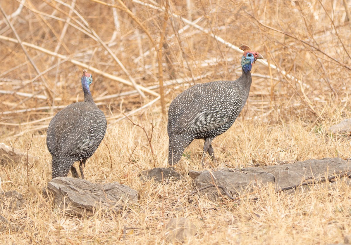 Helmeted Guineafowl - ML646025929