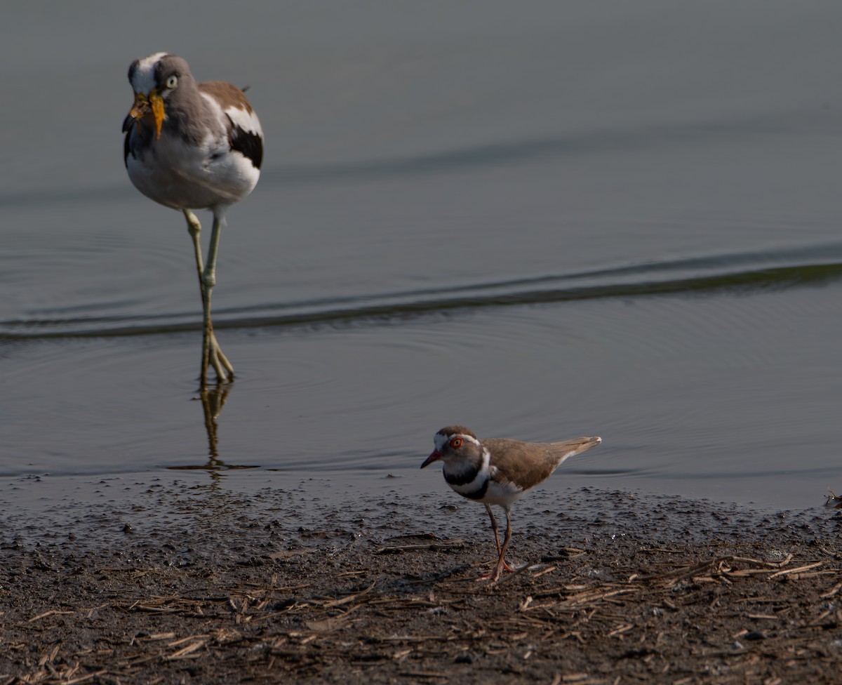 Three-banded Plover - ML646025934