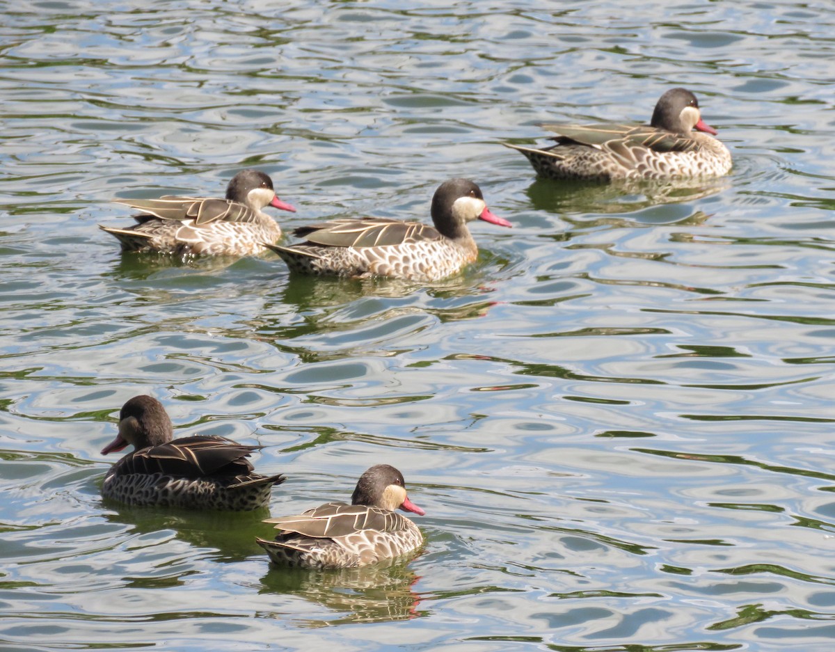 שרשיר אדום-מקור - ML646025939