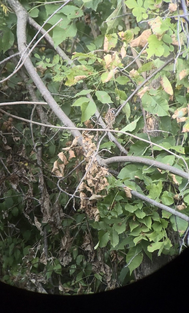 Ağaç Serçesi - ML646025940