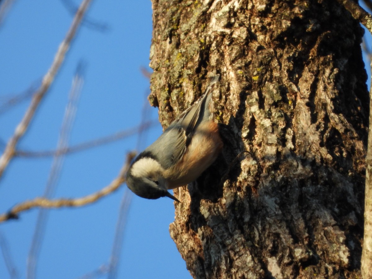 Sittelle à poitrine blanche - ML646025941