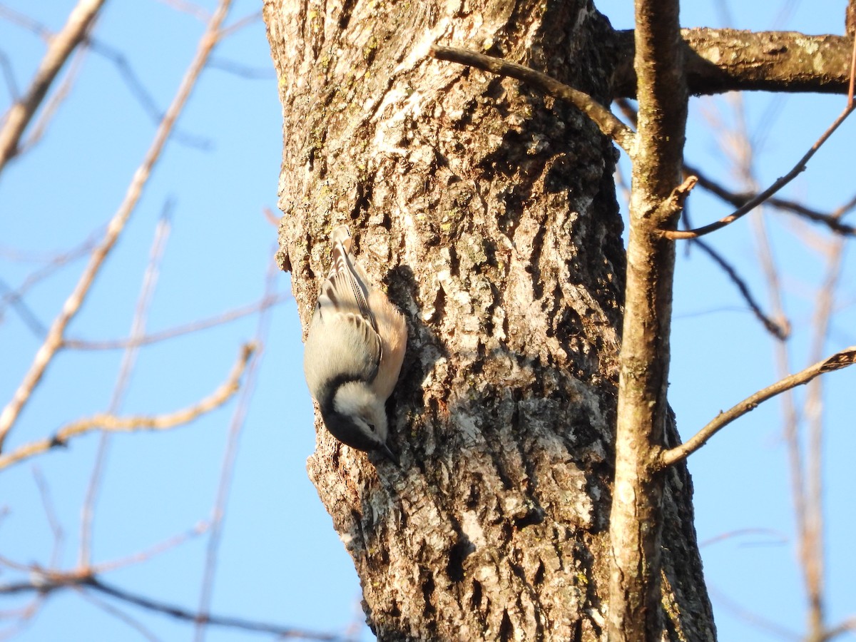 Sittelle à poitrine blanche - ML646025942