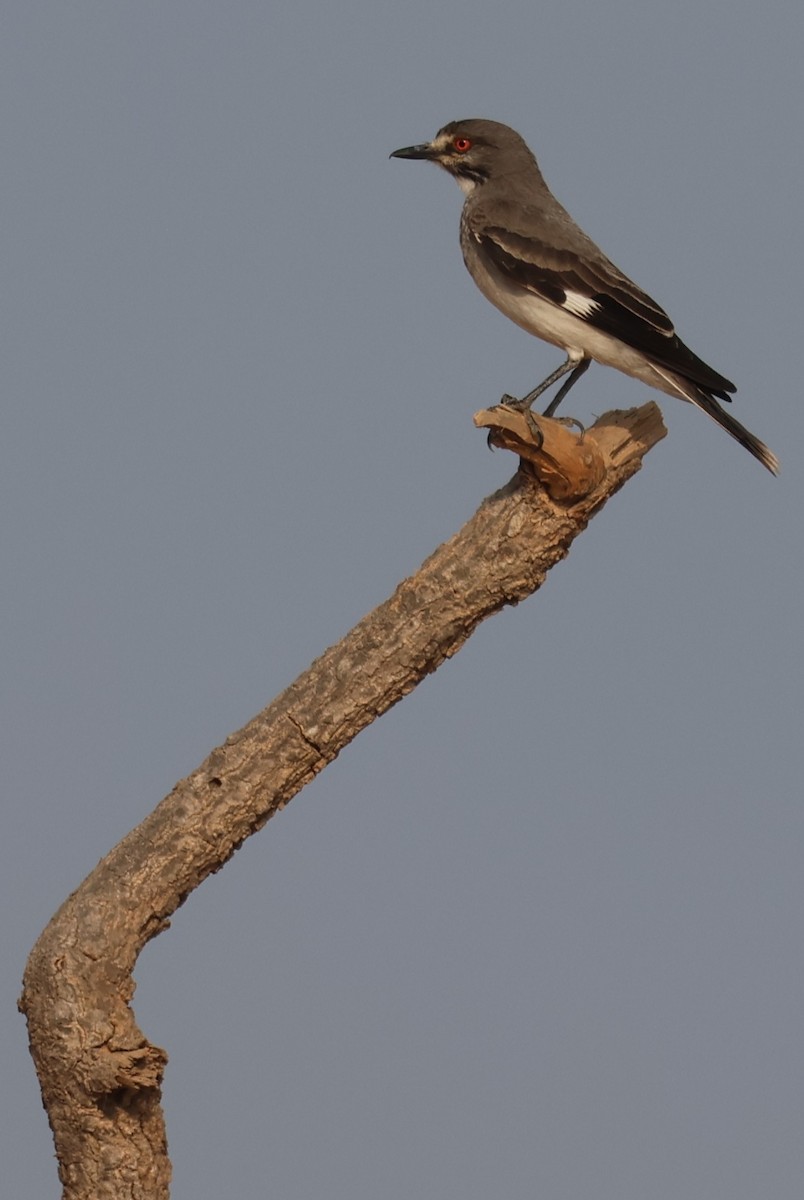 Gray Monjita - ML646025943