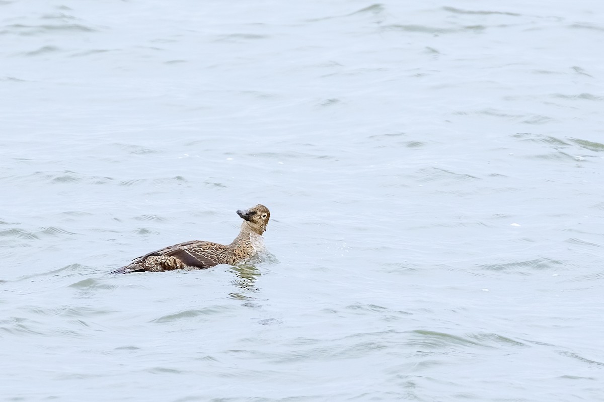 King Eider - ML646025944