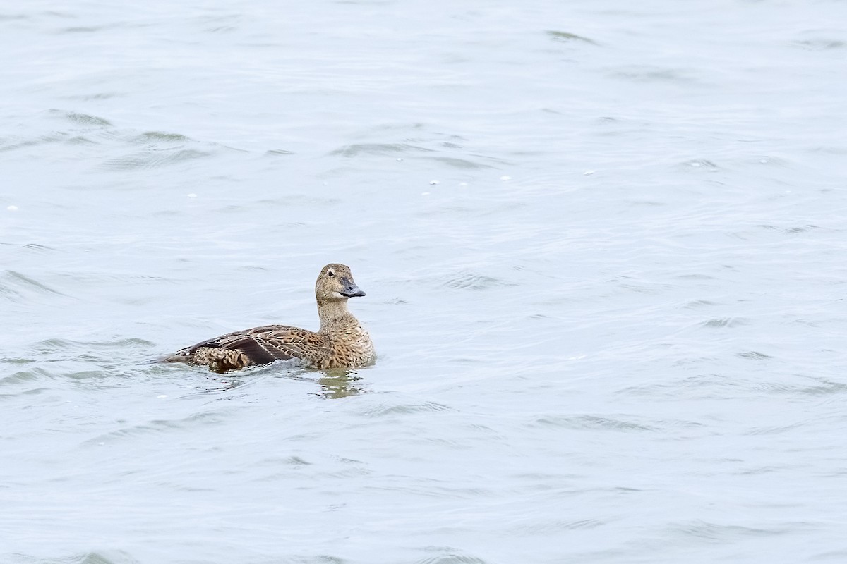 King Eider - ML646025947