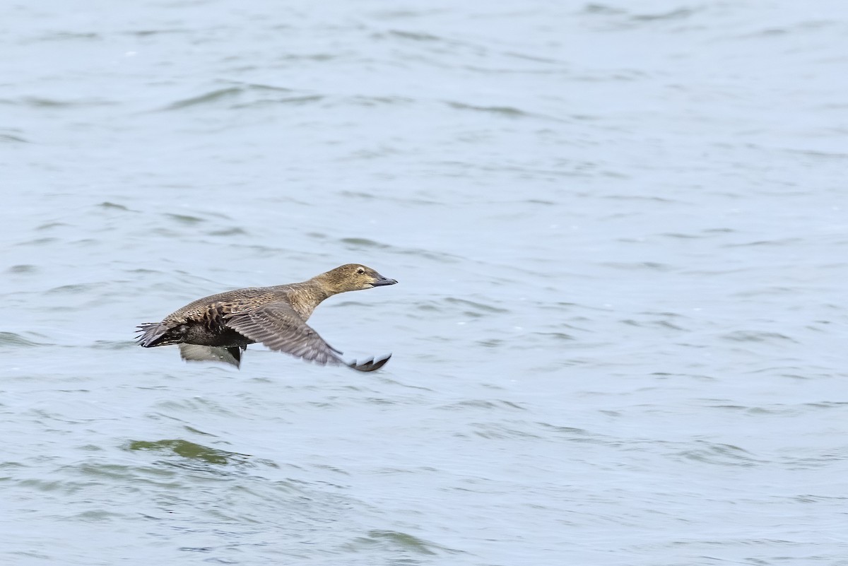 King Eider - ML646025948