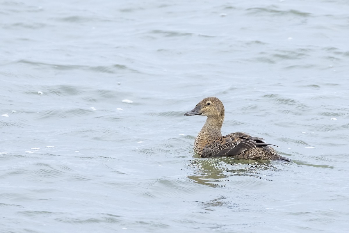King Eider - ML646025949