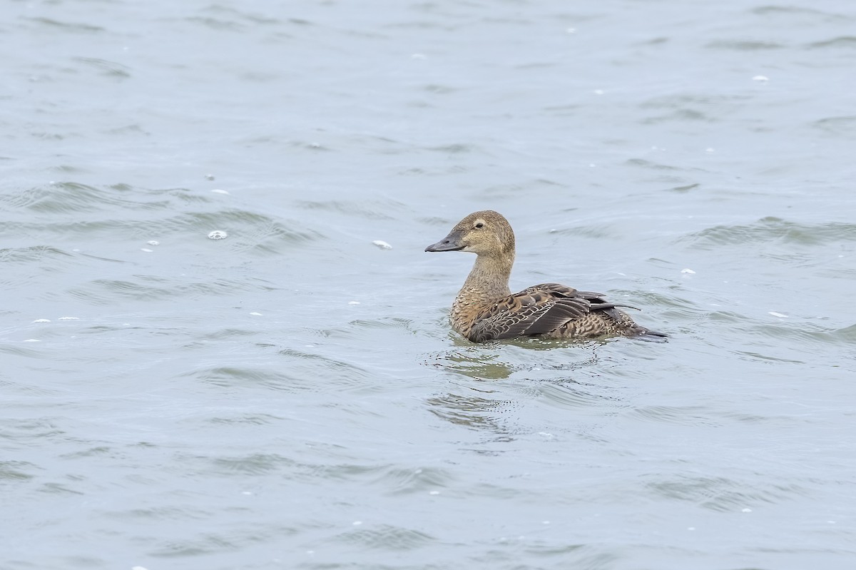 King Eider - ML646025951