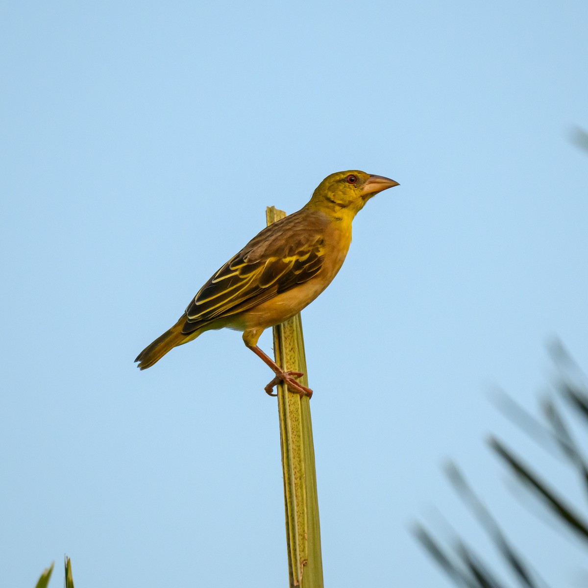 Village Weaver - ML646025953