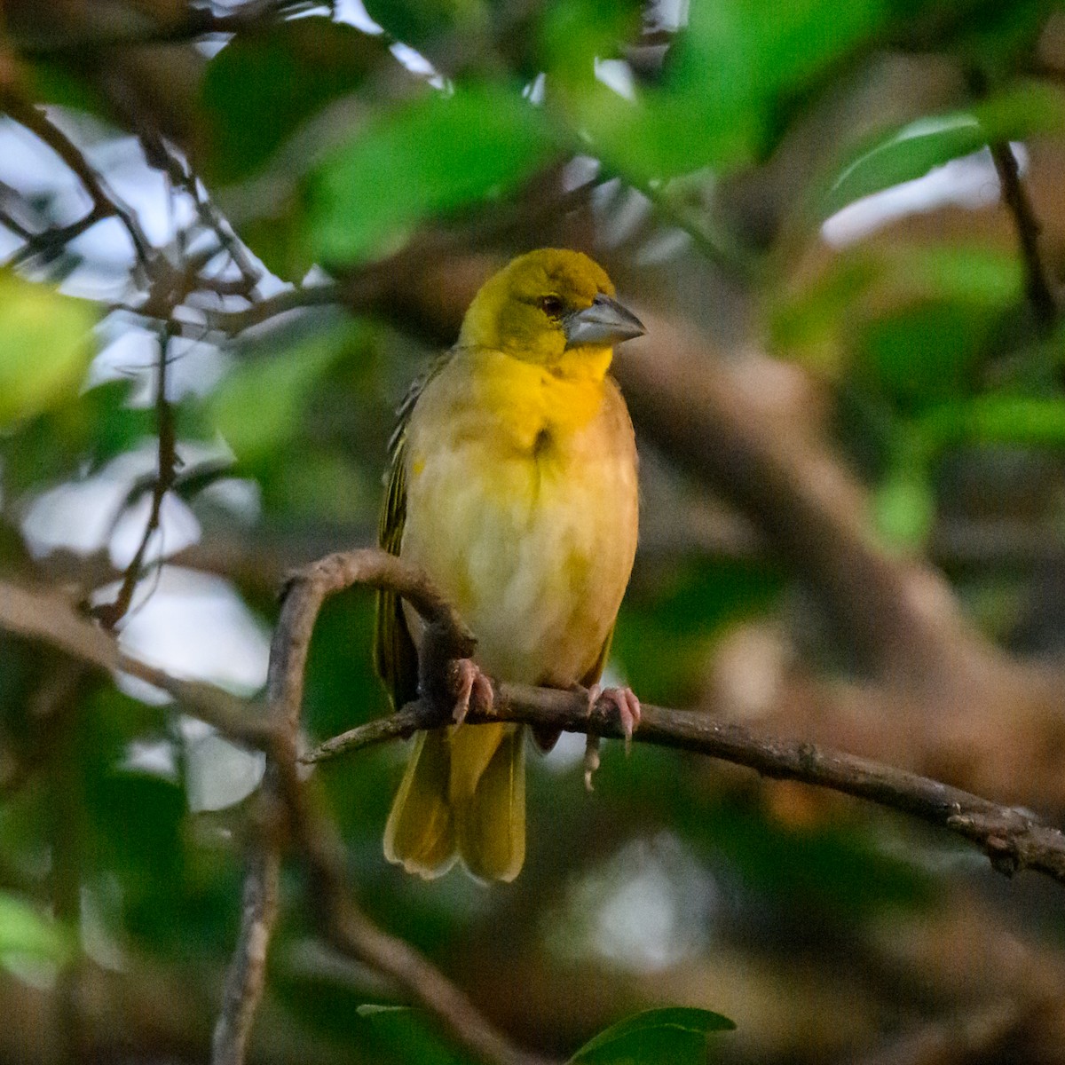 Village Weaver - ML646025954