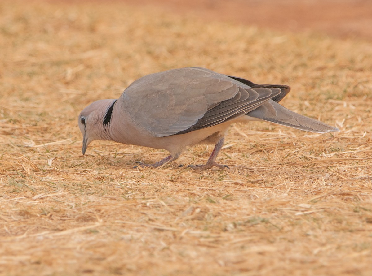 Ring-necked Dove - ML646025957