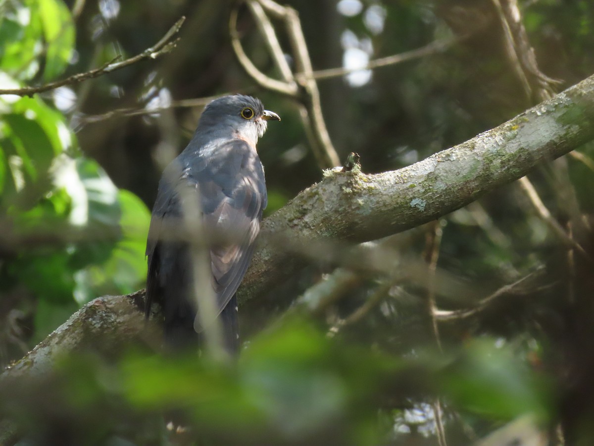 Einsiedlerkuckuck - ML646025958