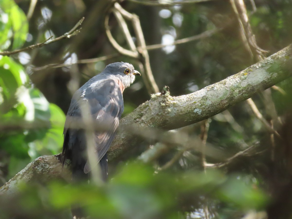 Einsiedlerkuckuck - ML646025960