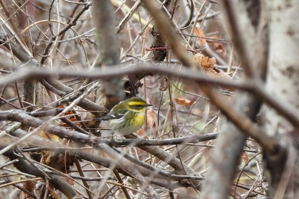 Townsend's Warbler - ML646025961