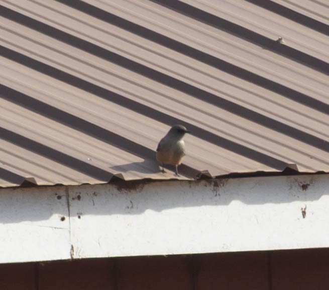 Say's Phoebe - ML646025963