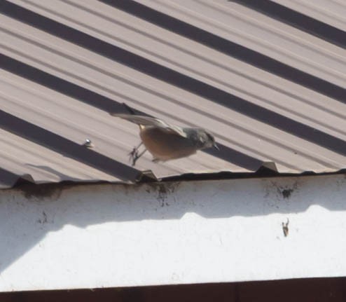 Say's Phoebe - ML646025966