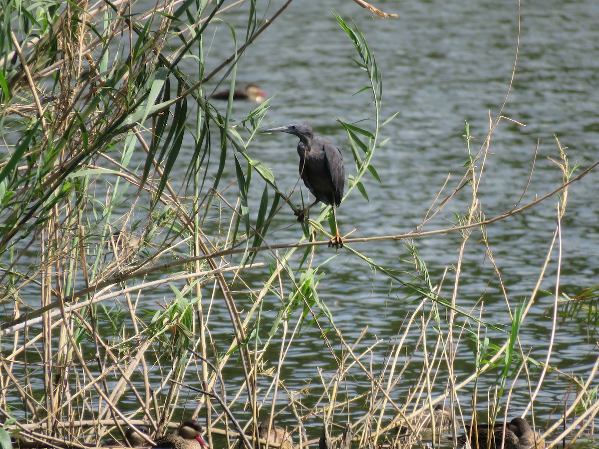 Glockenreiher - ML646025967