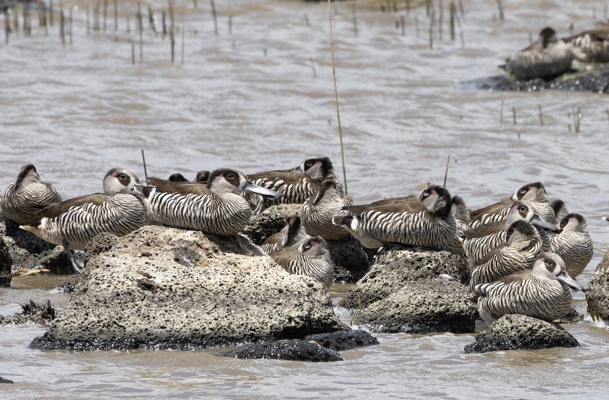 Pink-eared Duck - ML646025971