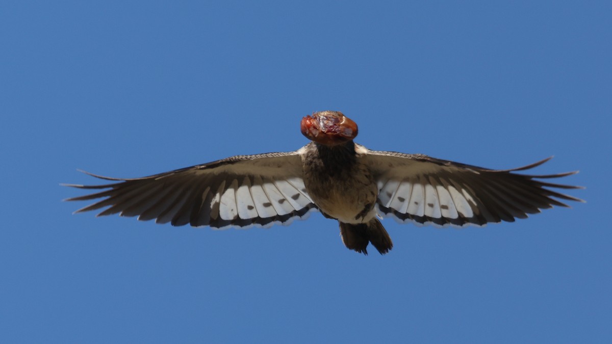 Red-headed Woodpecker - ML646025973