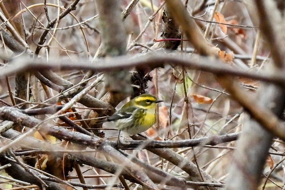 Townsend's Warbler - ML646025974