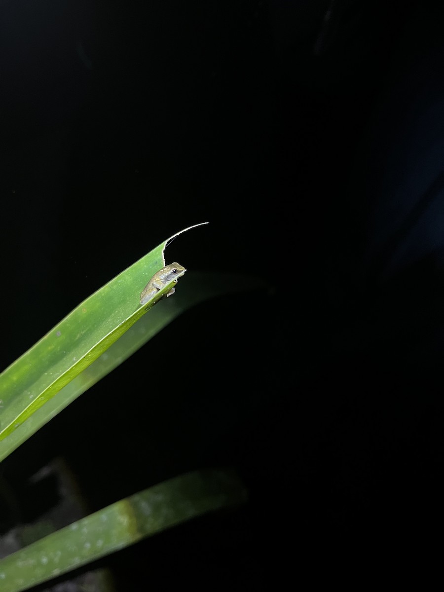 Animals - ML646025983