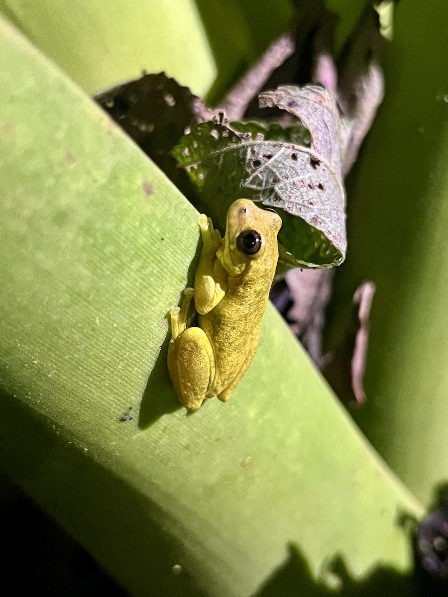 Animals - ML646025984