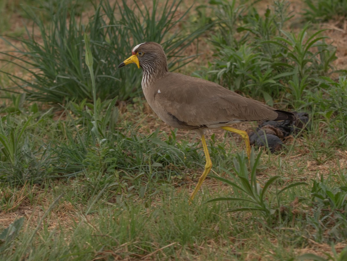 Wattled Lapwing - ML646025985