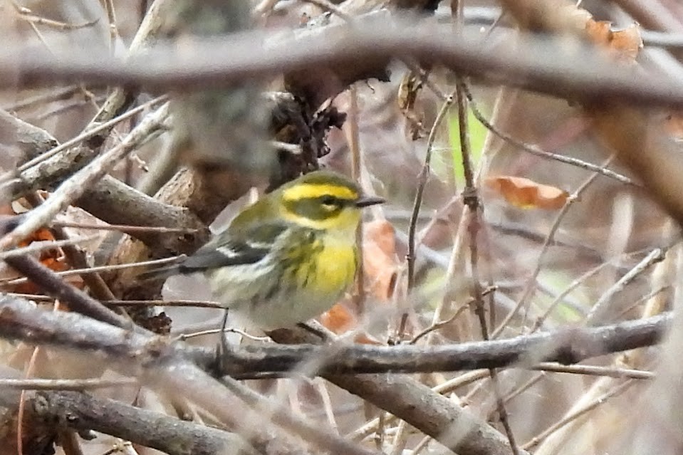 Townsend's Warbler - ML646025988