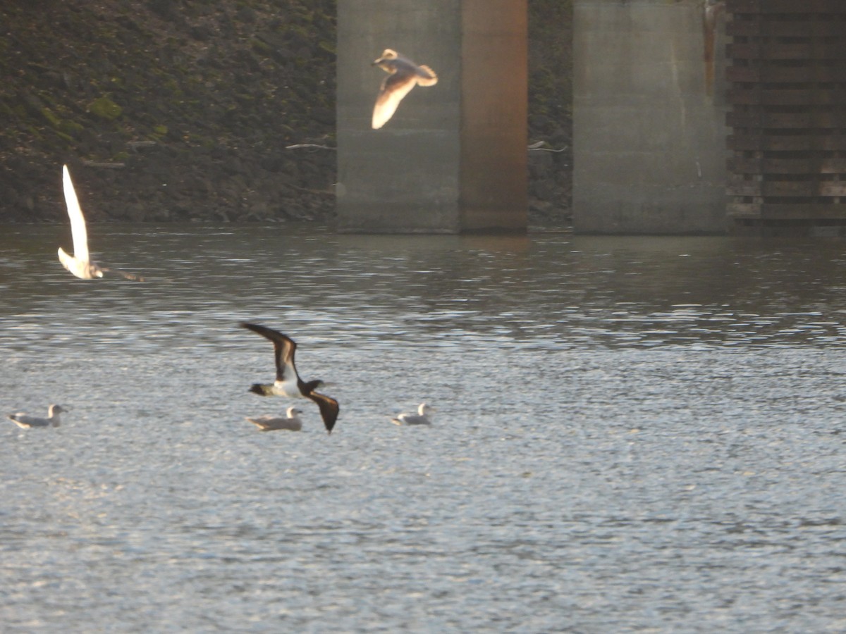 Cocos Booby - ML646026005