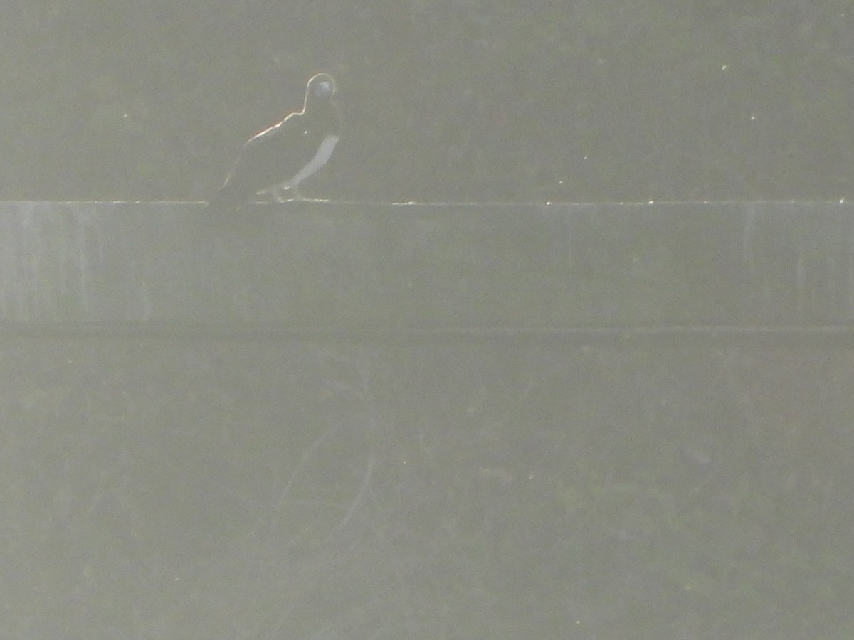 Cocos Booby - ML646026006