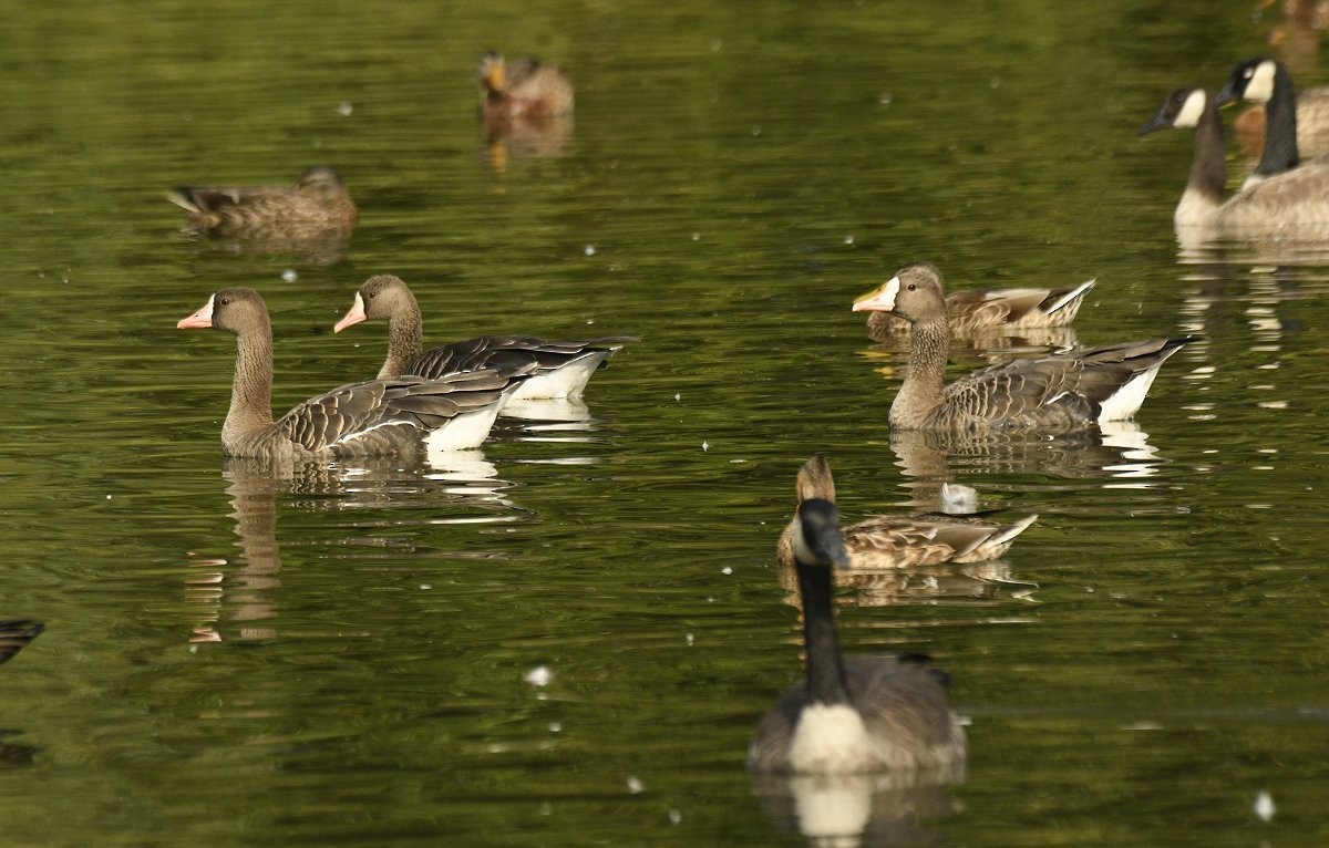 Oca lombardella - ML646026007