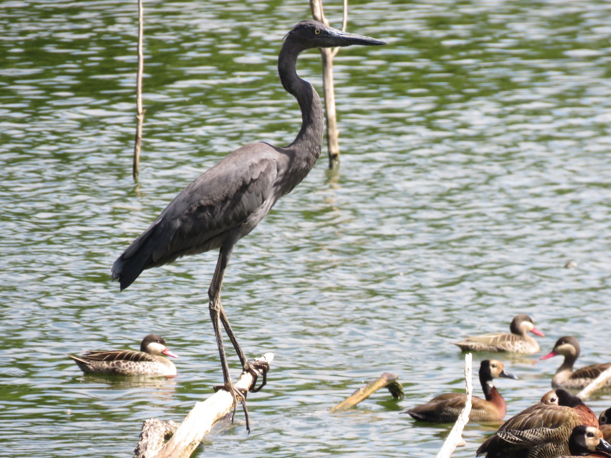 Humblot's Heron - ML646026008