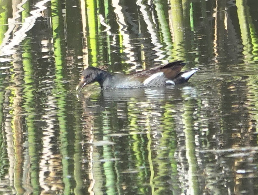 Common Gallinule - ML646026010
