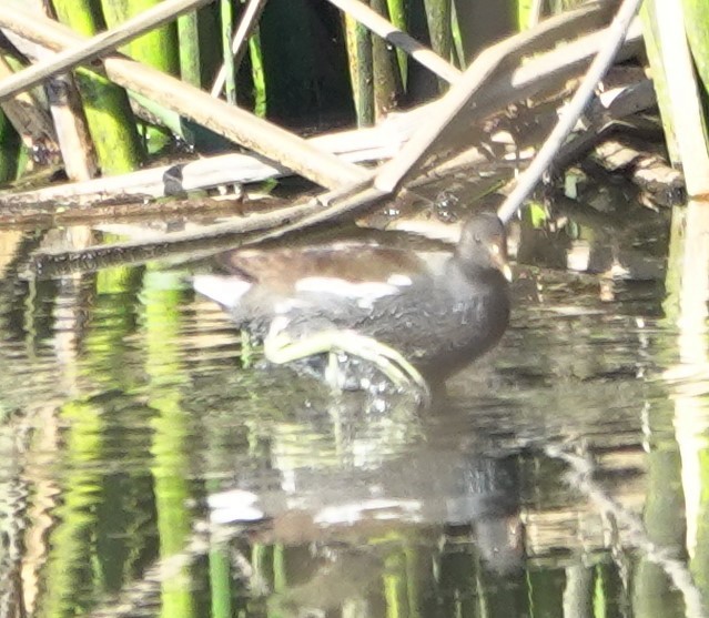 Common Gallinule - ML646026011