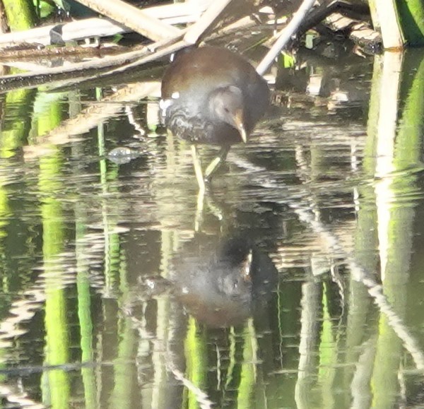 Common Gallinule - ML646026012