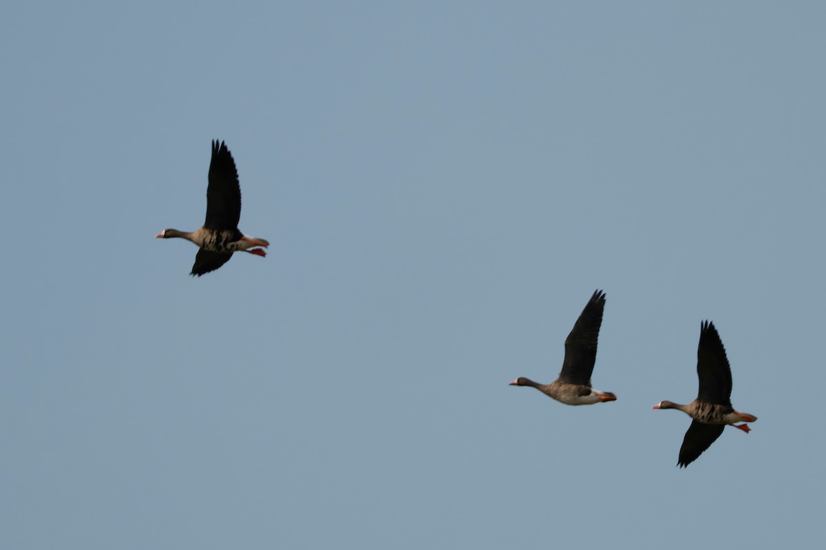 Greater White-fronted Goose - ML646026019