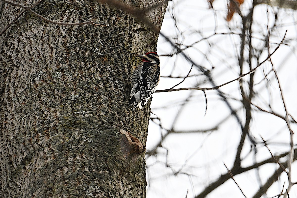 Дятел-смоктун жовточеревий - ML646026020