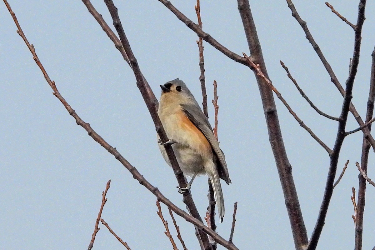 Tufted Titmouse - ML646026021