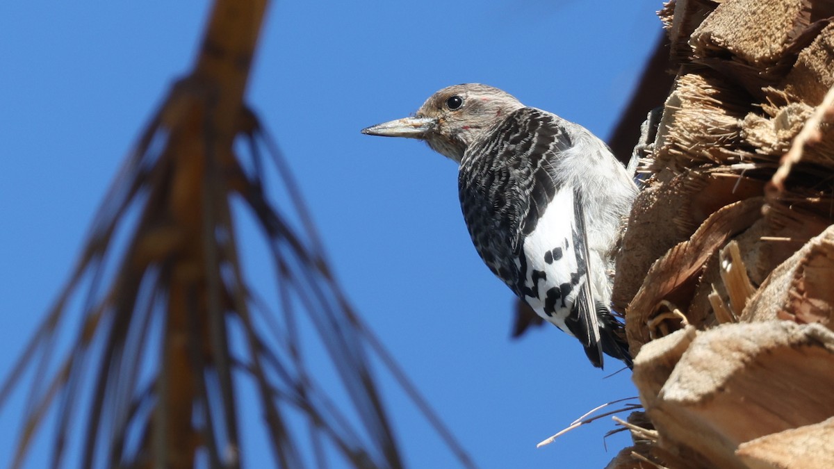Red-headed Woodpecker - ML646026032