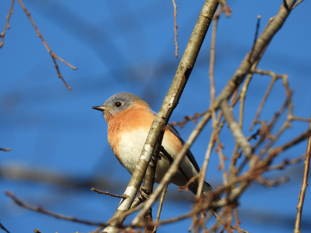 Eastern Bluebird - ML646026041