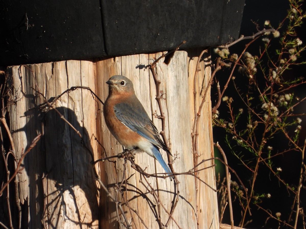 Eastern Bluebird - ML646026042