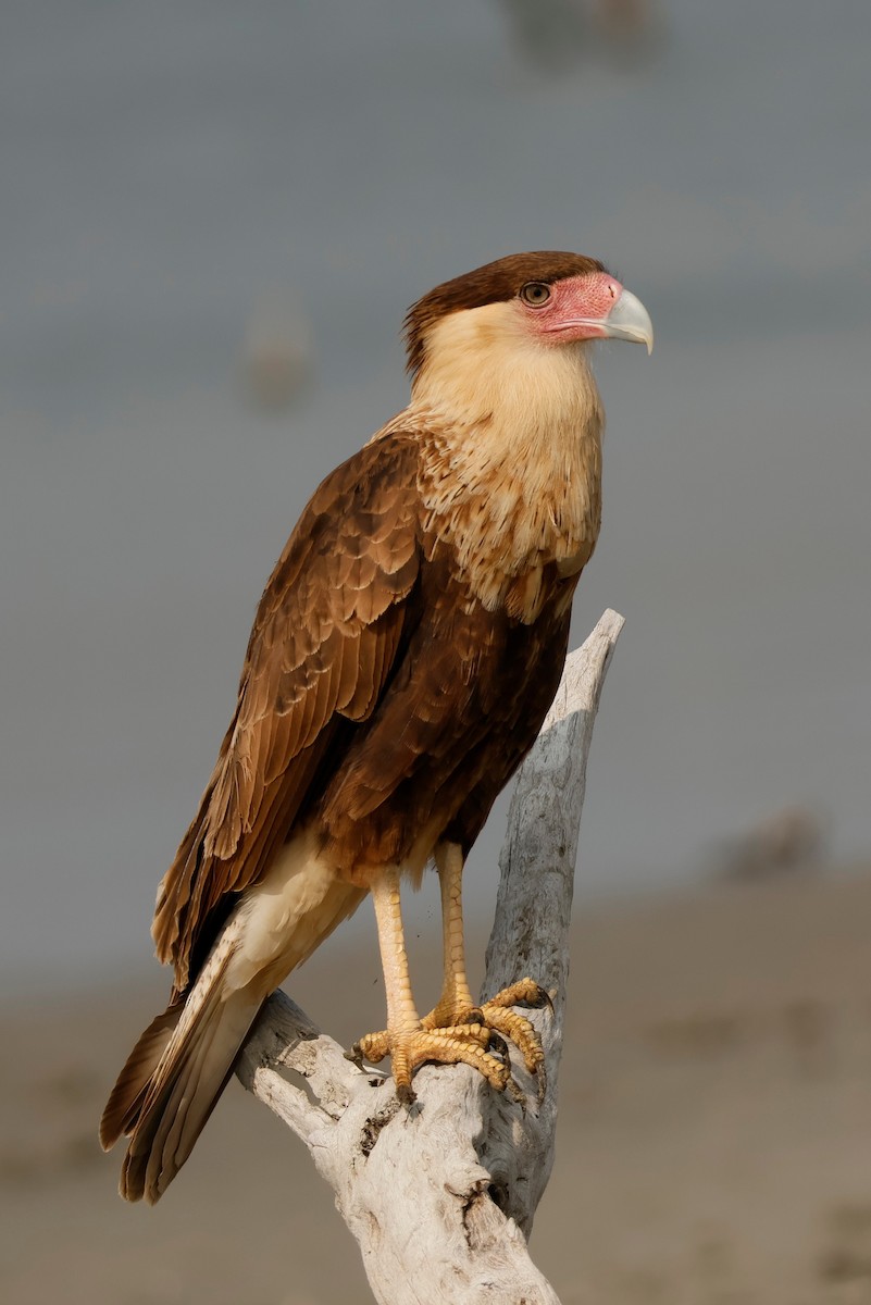 Crested Caracara - ML646026052
