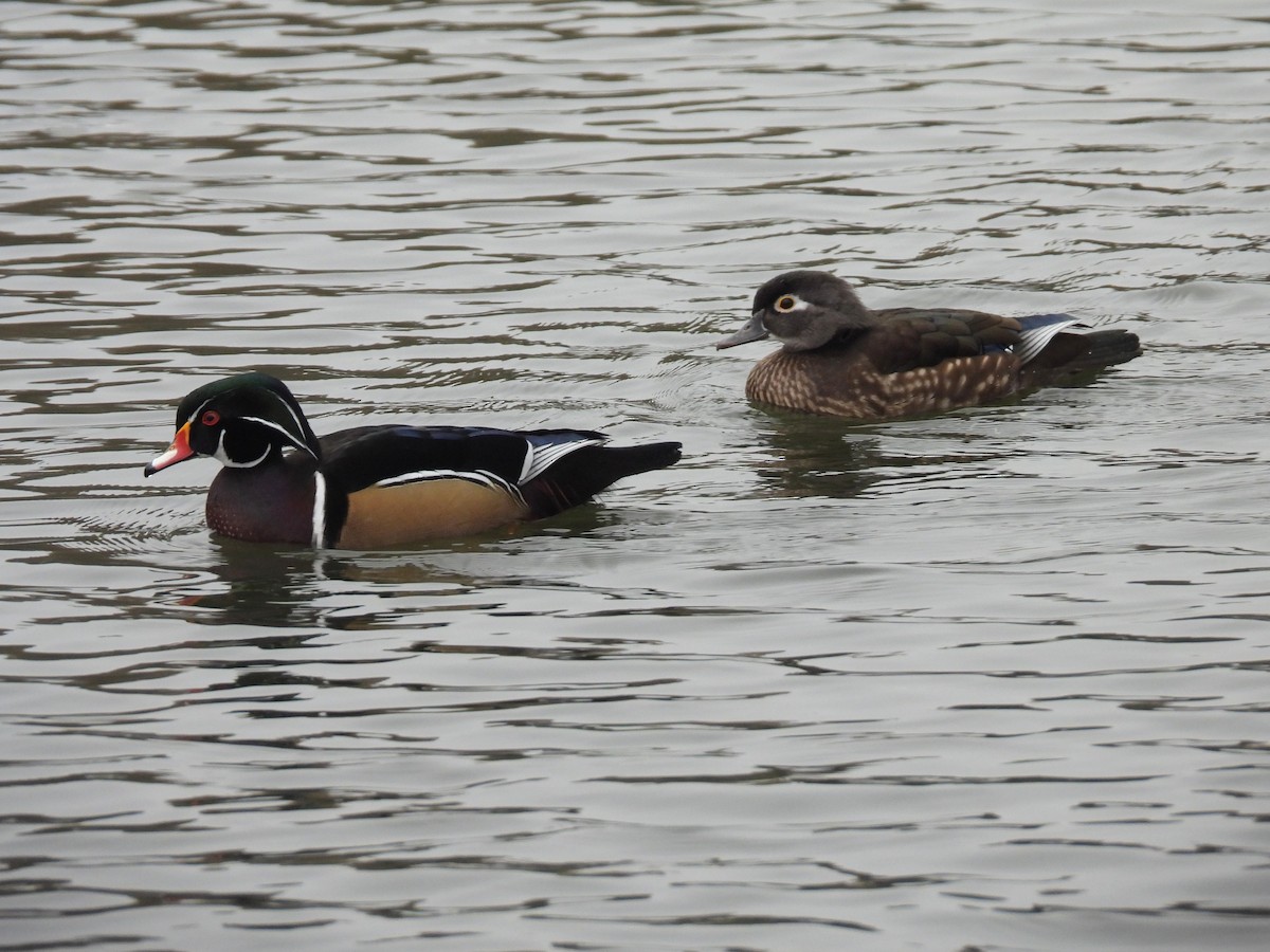 Canard branchu - ML646026053