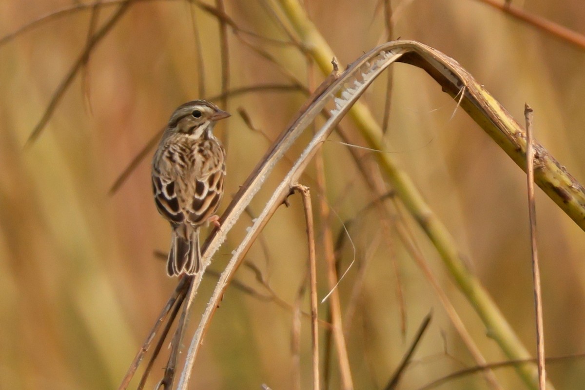 Savannah Sparrow - ML646026059